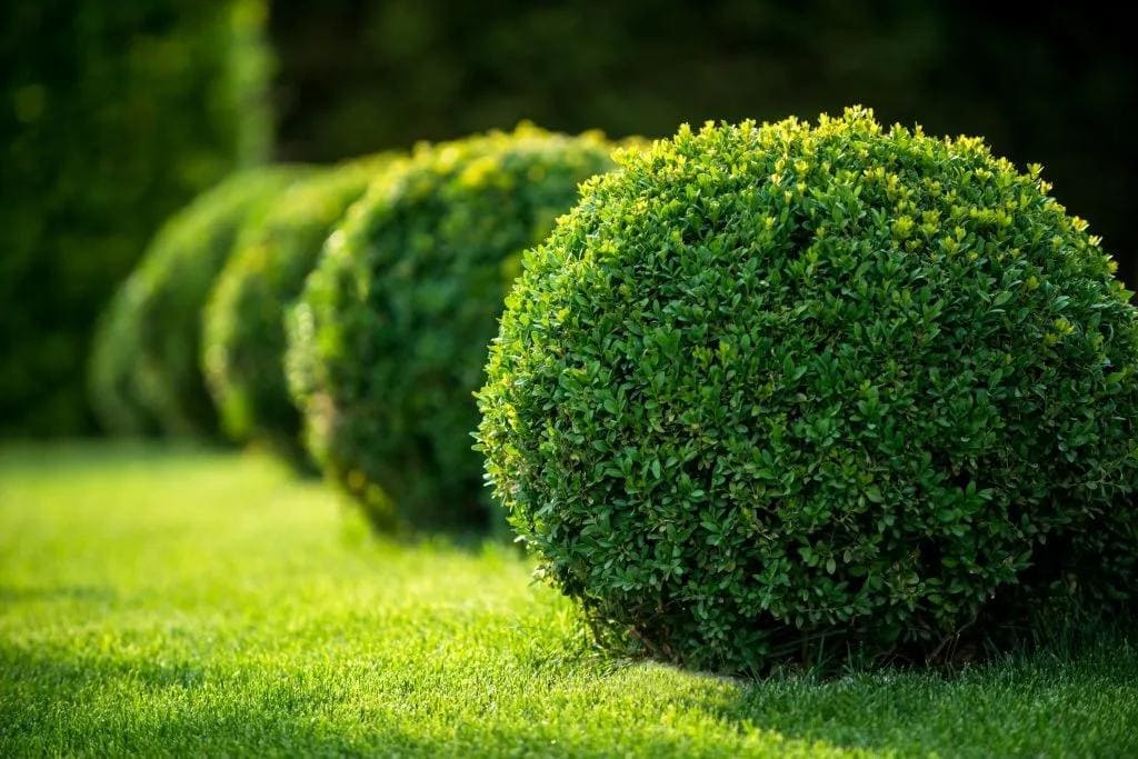 Shrub Trimming