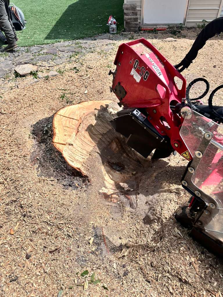 Tree and Stump Removal