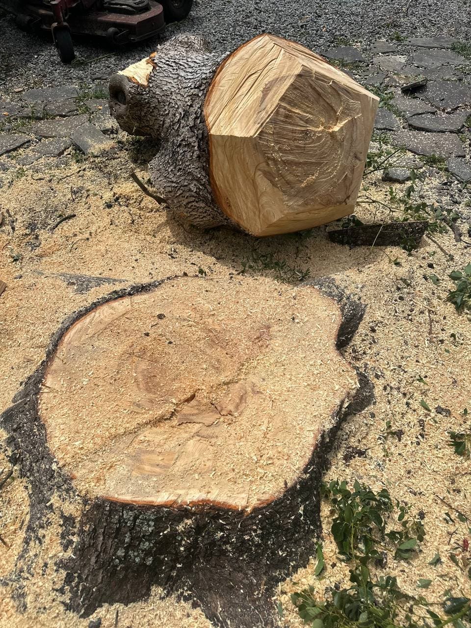 Tree Removal